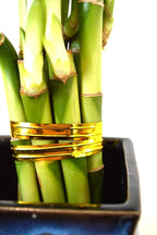9GreenBox - Lucky Bamboo – Spiral Style with Black and Blue Ceramic Vase Live Plant Ornament Decor for Home, Kitchen, Office, Table, Desk - Attracts Zen, Luck, Good Fortune - Non-GMO, Grown in the USA