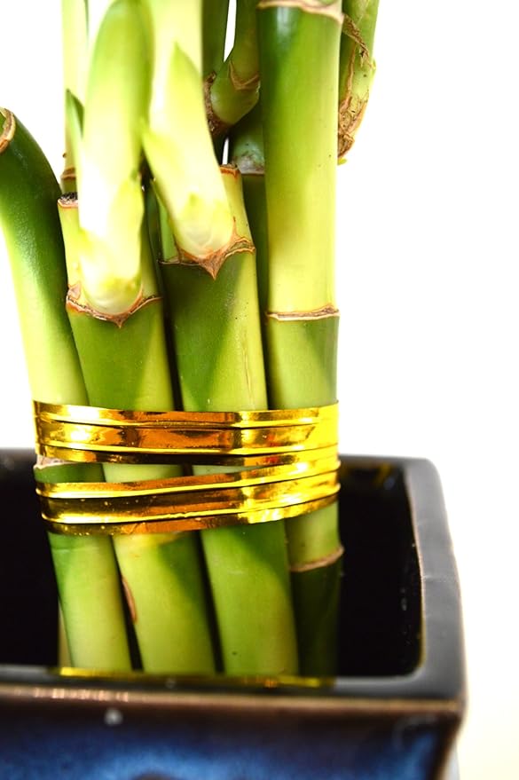 9GreenBox - Lucky Bamboo – Spiral Style with Black and Blue Ceramic Vase Live Plant Ornament Decor for Home, Kitchen, Office, Table, Desk - Attracts Zen, Luck, Good Fortune - Non-GMO, Grown in the USA