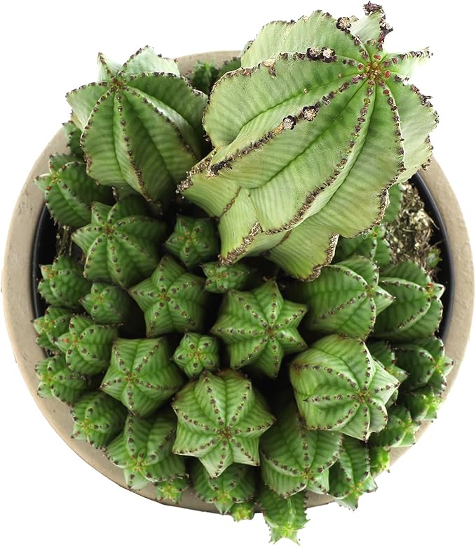 Altman Plants Euphorbia anoplia Live Plant Decor, Exotic Plants, Cacti Plants Live Succulents Plants Live Plants Indoor Plants Live Houseplants, Live Indoor House Plants Real Plants Indoor Live Plants