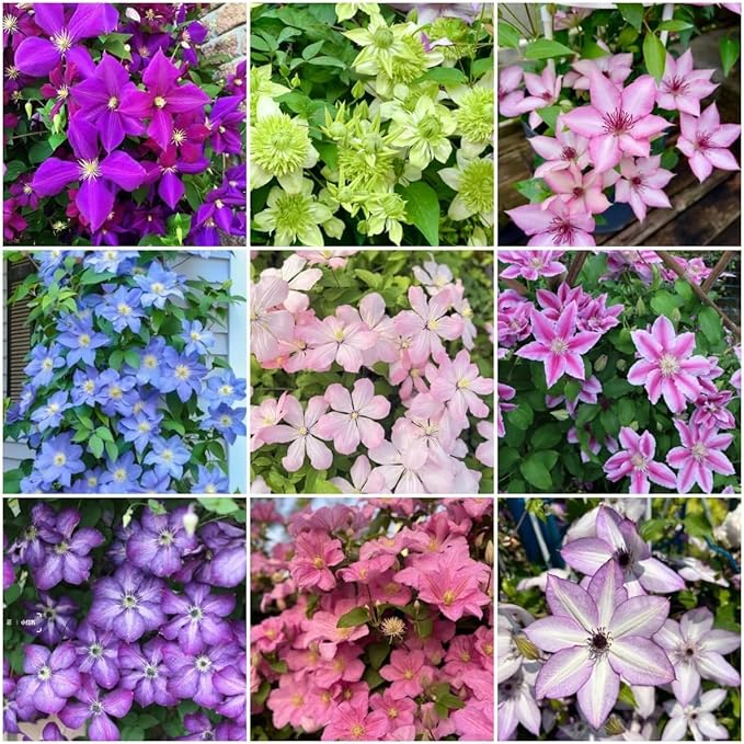 210 Clematis Seeds Mixed Colors Perennial Climbing Vine Flower Seeds for Planting Home Garden Outdoor Yard Floral Decoration