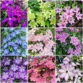 210 Clematis Seeds Mixed Colors Perennial Climbing Vine Flower Seeds for Planting Home Garden Outdoor Yard Floral Decoration