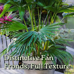 Fountain Palm Tree - Fan Palm - Overall Height 30" to 32" - Large Plant - Houseplant - Tropical Plants of Florida (Plant Only)