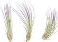 Purple Colorful Tillandsia Air Plants - Long Lasting Color Enhanced Live Tillandsia Succulent House Plants - Home and Garden Decor - Easy Care Indoor and Outdoor (Juncea, Pack of 3)