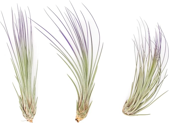 Purple Colorful Tillandsia Air Plants - Long Lasting Color Enhanced Live Tillandsia Succulent House Plants - Home and Garden Decor - Easy Care Indoor and Outdoor (Juncea, Pack of 3)