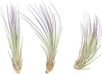 Purple Colorful Tillandsia Air Plants - Long Lasting Color Enhanced Live Tillandsia Succulent House Plants - Home and Garden Decor - Easy Care Indoor and Outdoor (Juncea, Single)