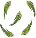 ragnaroc Air Plants - Tillandsia Seleriana, Large 4-6" - 5ct - Live Arrival Guaranteed - House Plants for Home Decor & Gift