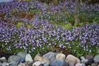 RedCrocus Creeping Mazus Mazus reptans 'Blue' | Ground Cover, Border Plant, Rock Garden | Evergreen, Pollinator Attractant, Pet Safe 1 Quart (Pack of 10)