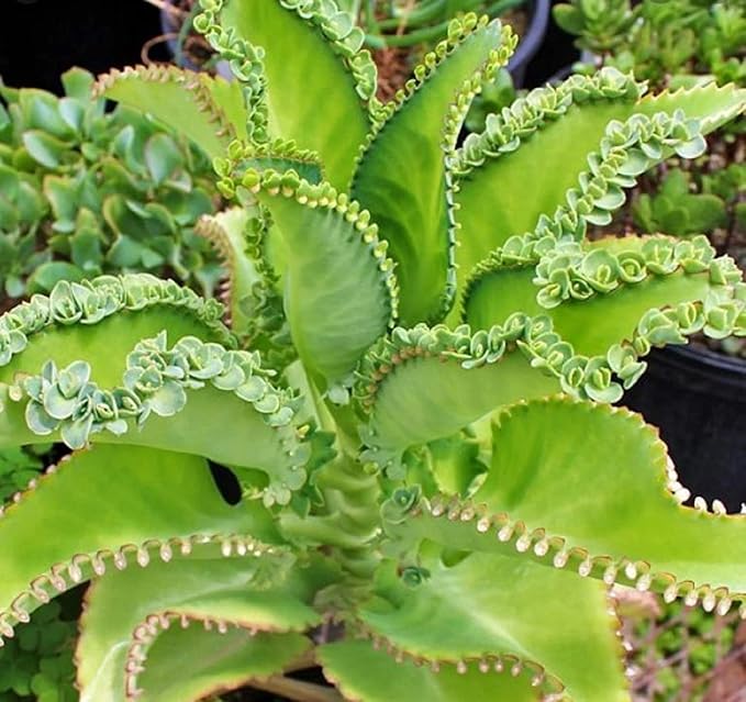Cozy Garden / 3 Mother of Thousands/Medium Size/Live Plant/Bare Root