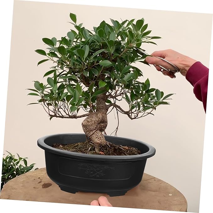 Angoily Bonsai Pots, 2PCS Bonsai Training Pot, 15 Inch Tree with Drainage Tray, Deep Oval Planter for Desktop, Garden, Balcony, Plastic Asian Tall Training
