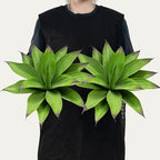 Ttranewsoo Fake Plants Artificial Agave Plants,Large UV Resistant Fake Agave Planters for Indoor and Outdoor Decorating Tropical Plant Succulents Greenery Indoor Decor13.8 (2Pack, Dark Green)