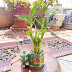 Generic Coop & Harp Small Lucky Bamboo Live Indoor Plant with Ceramic Vase, Live Indoor Lucky Bamboo for Home, Office and Gift (Elephant), Green