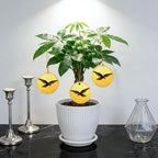 Money Tree Live Plants, Easy to Grow Indoor Houseplants in 4-Inch White Plastic Pot, with Decorative Card C