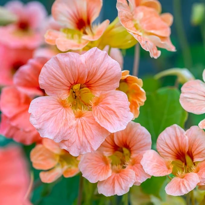 Rare Nasturtium Seeds for Planting - 150+ Mixed Nasturtium Seeds (Tropaeolum majus) Non-GMO, Attracts Pollinators