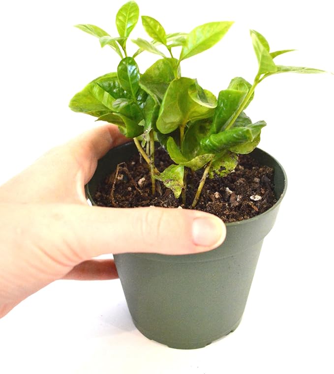 9GreenBox - Arabica Coffee Plant - 4" Pot