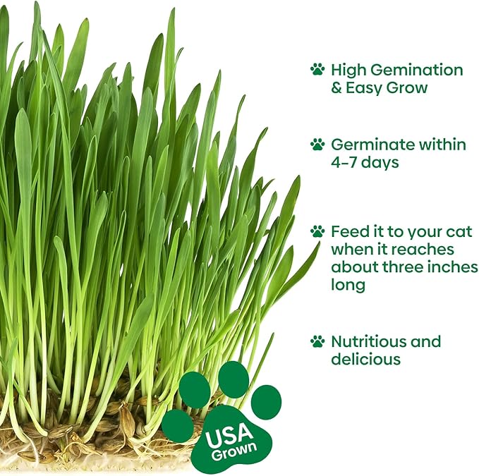 Groundio Cat Grass Seeds 8oz, Non-GMO Wheat Cat Grass Seeeds & Oat Seeds Mix, High Germination Cat Grass Seeds Grown in USA for Indoor Cats