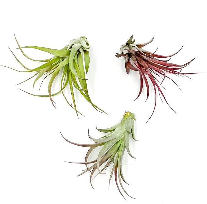 ragnaroc Air Plants - Tillandsia Brachycaulos Multiflora, Jumbo 5-7" - 3 ct - Live Arrival Guaranteed - House Plants for Home Decor & Gift