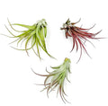 ragnaroc Air Plants - Tillandsia Brachycaulos Multiflora, Jumbo 5-7" - 3 ct - Live Arrival Guaranteed - House Plants for Home Decor & Gift
