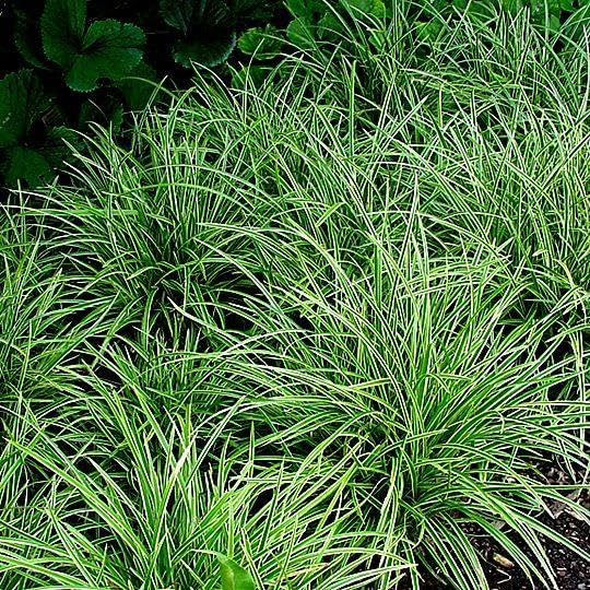 RedCrocus Ice Dance' Sedge Grass, Carex morrowii 'Ice Dance', Variegated Ground Cover, Shade Plant, Container Friendly, Deer Resistant, Pet Safe, Evergreen 1 Gallon (Pack of 2)