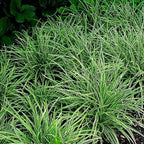 RedCrocus Ice Dance' Sedge Grass, Carex morrowii 'Ice Dance', Variegated Ground Cover, Shade Plant, Container Friendly, Deer Resistant, Pet Safe, Evergreen 1 Gallon (Pack of 2)