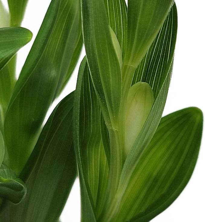 Polygonatum humile, Dwarf Solomon's Seal, Shade Plant, Bends attractively in a Shady Border, Container Size: 3.5"