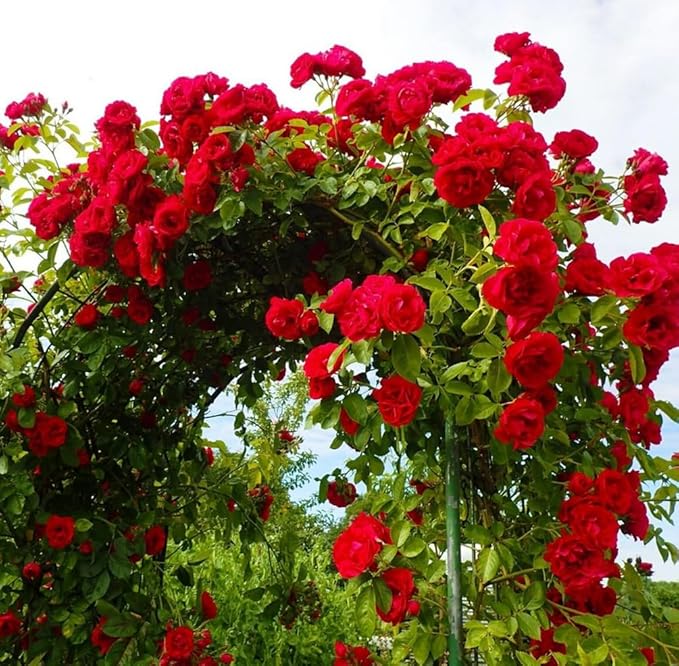 100PCS Dark Rose Mixed Color Rose Seeds Rare Garden Flower Seeds Heirloom