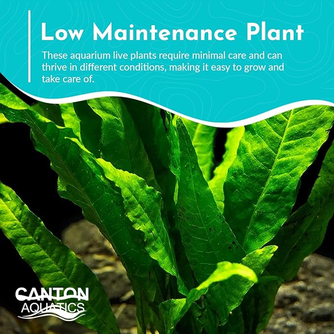 Live Plants for Fish Tank - Java Fern Mat with Coconut Coir, Microsorum Pteropus - Ideal Live Plants for Beta Fish Tank - Enhance Aquatic Environments Naturally