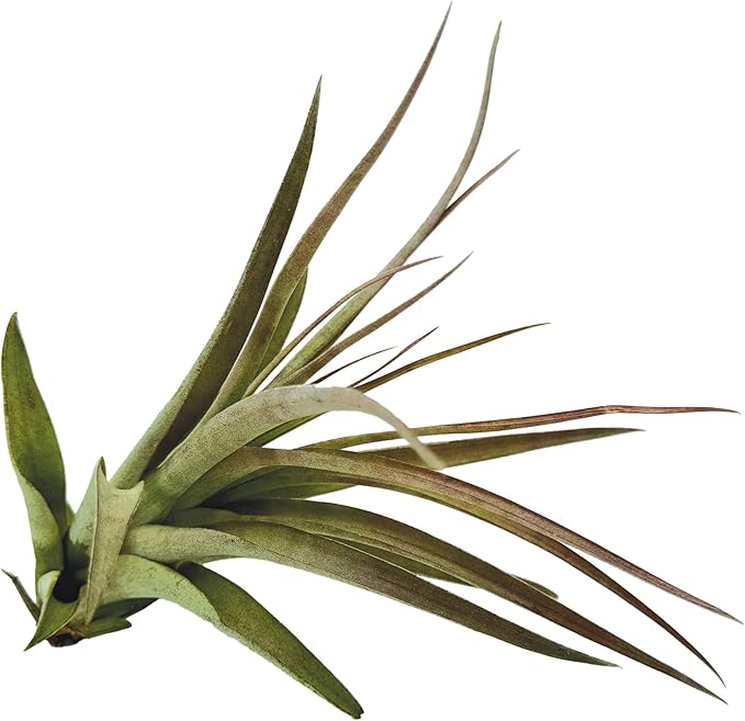 ragnaroc Air Plants - Tillandsia Brachycaulos Multiflora, Jumbo 5-7" - 2 ct - Live Arrival Guaranteed - House Plants for Home Decor & Gift