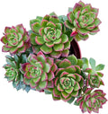 Sprout N Green xSedeveria Letizia, Live Succulent Plant Fully Rooted in 4" Pots with Soil Mix, Real Houseplant for Indoor Outdoor Home Office Wedding Decoration Party Favor