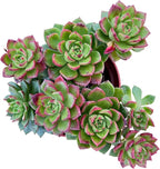 Sprout N Green xSedeveria Letizia, Live Succulent Plant Fully Rooted in 4" Pots with Soil Mix, Real Houseplant for Indoor Outdoor Home Office Wedding Decoration Party Favor