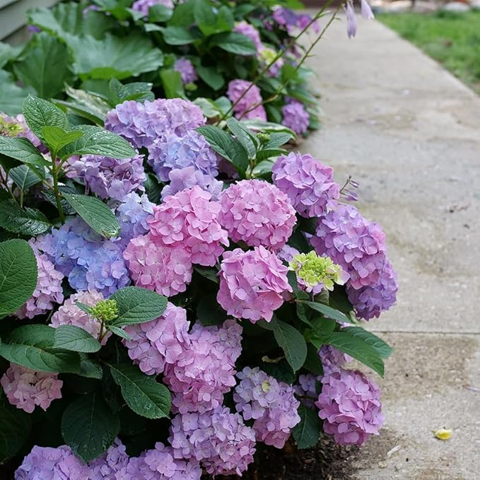 Proven Winners 2 Gal. Let's Dance Skyview Hydrangea Shrub