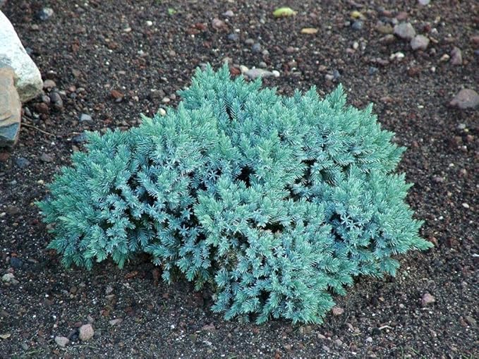 RedCrocus Blue Star Juniper- Compact Evergreen Conifer for Landscapes, Rock Gardens & Containers, Hardy in Zones 4-8, Drought-Tolerant, Pet-Safe 3 Gallon