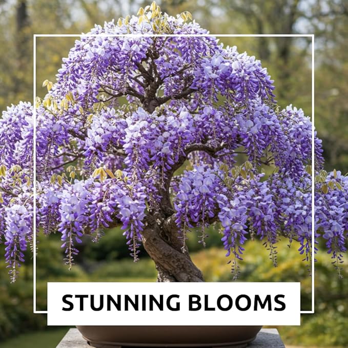 Bonsai Tree Chinese Wisteria Tree Seeds, 10 Pack - Highly Prized Flowering Bonsai, Wisteria sinensis - 10 Seeds to Grow
