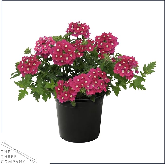 Live Flowering Verbena - Shades of Pink (2 Plants Per Pack) - Healthy Flowering Plant - Beautiful Spring Color - 10" Tall by 5" Wide in 1Qt Pot