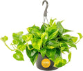 Costa Farms Golden Pothos Live Plant, 10-Inch Hanging Basket, Large Devil's Ivy Trailing Indoor Houseplant, Low Light Easy Care, Boho Home Decor, Housewarming Gift