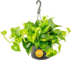 Costa Farms Golden Pothos Live Plant, 10-Inch Hanging Basket, Large Devil's Ivy Trailing Indoor Houseplant, Low Light Easy Care, Boho Home Decor, Housewarming Gift