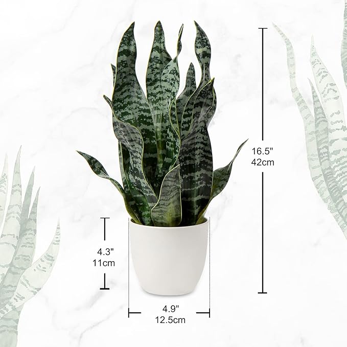 Hollyone Artificial Snake Plant Potted Faux Sansevieria Trifasciata Plants, 16.5" Tropical Fake Snake Plants in White Pots for Home Office Desk Outdoor Décor Housewarming Gift