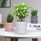 lokeisna Plant Pots, Set of Indoor Plant pots, Plastic Planter with Drainage and Saucer, Modern Distinctive Self Watering Plant Pot, Spray Spots (Indoor Plant Pots)