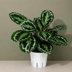 Calathea Medallion ROSEO Picta Live Plant - Air Purifier, Home Decor & Room Decor | Elegant Indoor Calathea Prayer Plant, Plants Live Houseplants | Perfect Live Indoor Plants