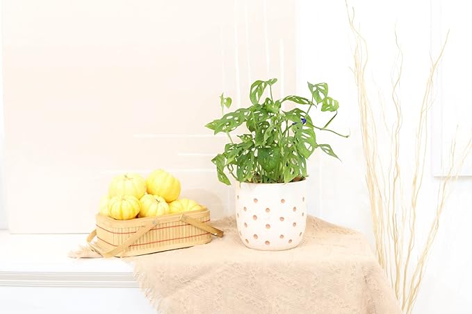 Monstera Adansonii 'Swiss Cheese' (4" Grower Pot) - Air-Purifying Houseplant with White Flowers | Live Healthy Houseplant for Gift or Home Decoration