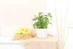Monstera Adansonii 'Swiss Cheese' (4" Grower Pot) - Air-Purifying Houseplant with White Flowers | Live Healthy Houseplant for Gift or Home Decoration