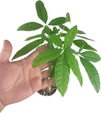 Chinese Money Tree Live Plant - Pachira Aquatica - Braided Chinese Money Plant Live - 12 to 16 inches Tall Live Bonsai Tree - Air Purifying Plant - California Seller