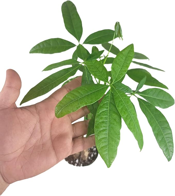 Chinese Money Tree Live Plant - Pachira Aquatica - Braided Chinese Money Plant Live - 12 to 16 inches Tall Live Bonsai Tree - Air Purifying Plant - California Seller