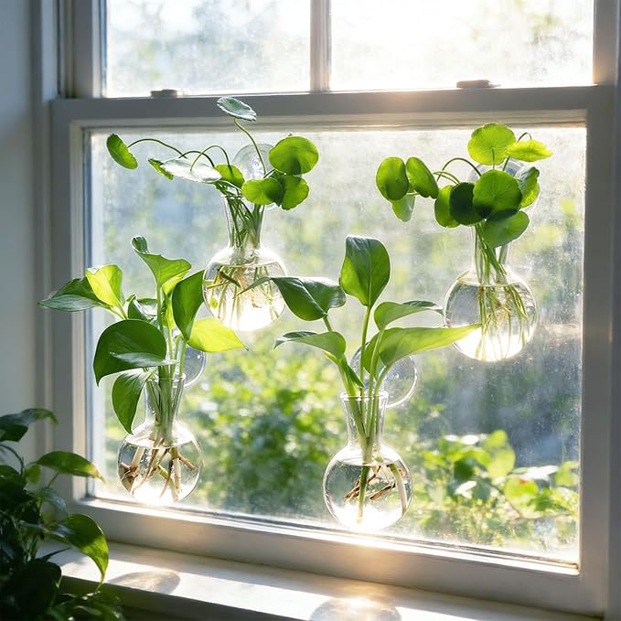 Bunmery 6 pcs Window Propagation Stations, Easy to Install Plant Propagation Bulbs with Suckion Cups, No Nails Wall Hanging Planter Propagation Station, Glass Plant Terrarium Vase