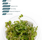 SubstrateSource Live Plants - Ludwigia Senegalensis (Ludwigia senegalensis) - High Light, Red, Maroon, and Orange Accent Upright Stem Plant, Midground to Background Placement - Tissue Culture, 1 Pack