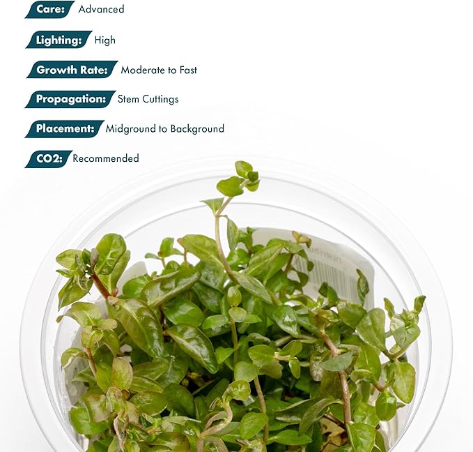 SubstrateSource Live Plants - Ludwigia Senegalensis (Ludwigia senegalensis) - High Light, Red, Maroon, and Orange Accent Upright Stem Plant, Midground to Background Placement - Tissue Culture, 1 Pack