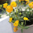 Multicolor Lantana Flowers (4 Pack), Live Outdoor Flowering Plants, Easy Plant Care, Attracts Pollinators, Extended Bloom, Heat and Drought Tolerant, Real Flowers