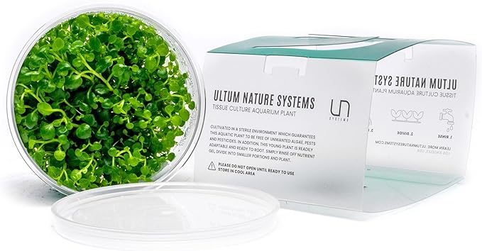 Ultum Nature Systems Lobelia Cardinalis ‘Cardinal’ Tissue Culture Live Plant for Aquarium, Freshwater Fish Tank, Aquascaping - 100% Snail Free in Vitro