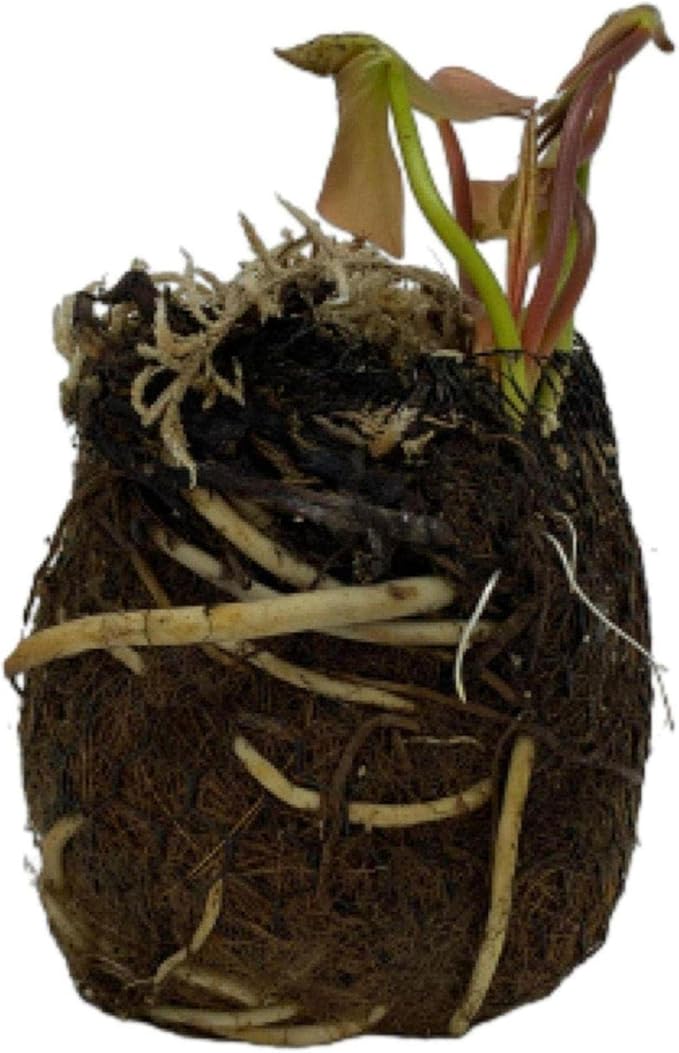 Chalily Water Lily Aquatic Plants Live Lilies Real Small or Big Pond Plant Lilly Ponds Cold Hardy Pads Grow waterlillies Flowering rhizomes Outdoor lilys Waterlily Lillies pre Grown lillys pad Yellow