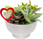 Costa Farms Mini Succulent Live Plants in Decorative Garden Pot, Easy to Maintain Small Indoor Houseplant, Home, Room, or Office Decor, Great House Warming or Birthday Gift, 6 Inches Tall