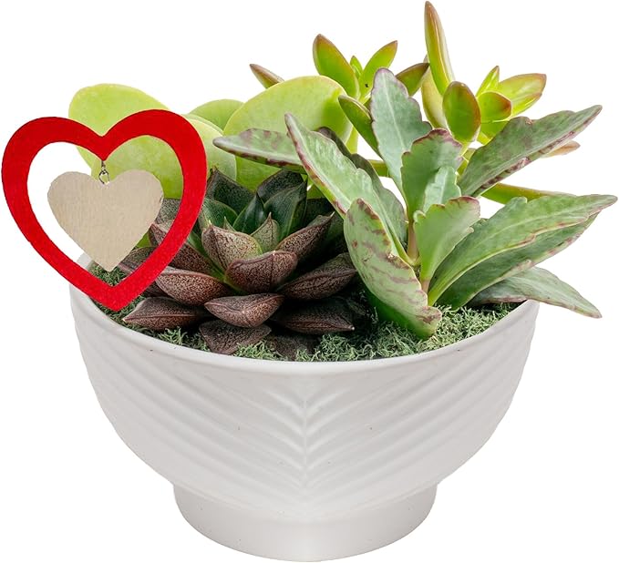 Costa Farms Mini Succulent Live Plants in Decorative Garden Pot, Easy to Maintain Small Indoor Houseplant, Home, Room, or Office Decor, Great House Warming or Birthday Gift, 6 Inches Tall